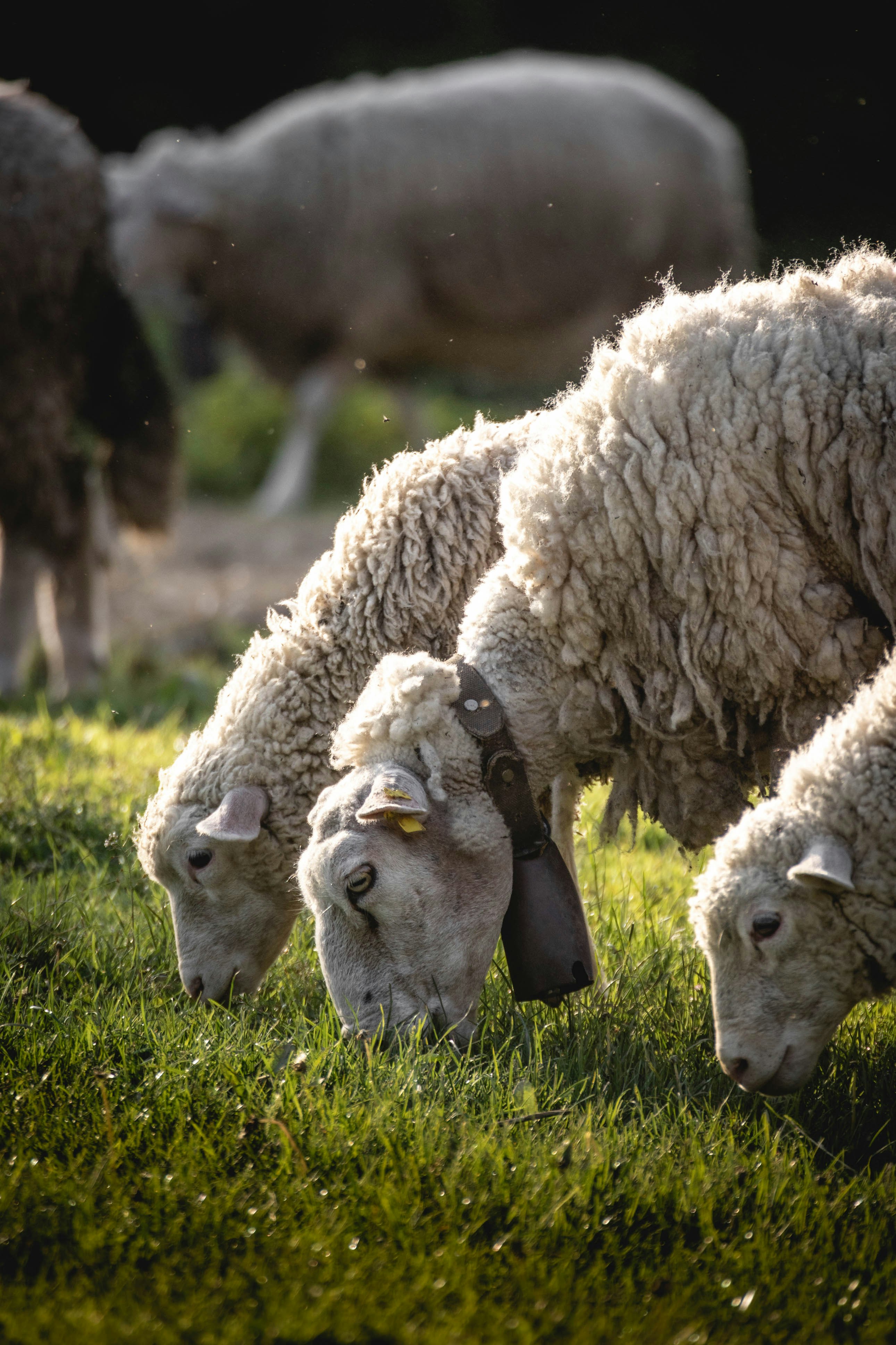 herd of sheep on green grass field during daytime